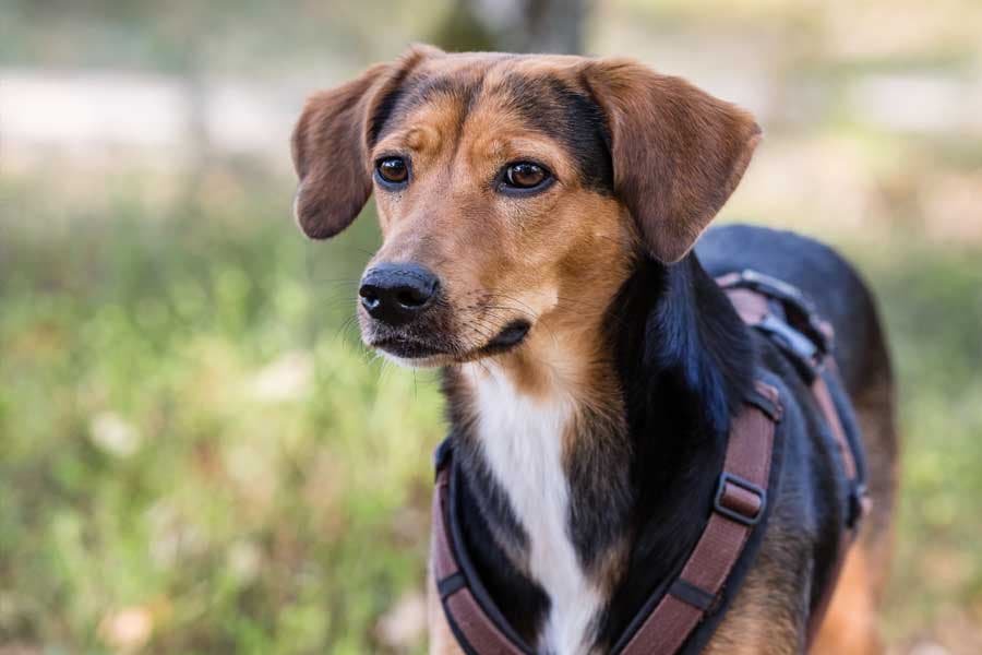 Urlaub mit Hund in den Ferienhäusern der Lüneburger Heide