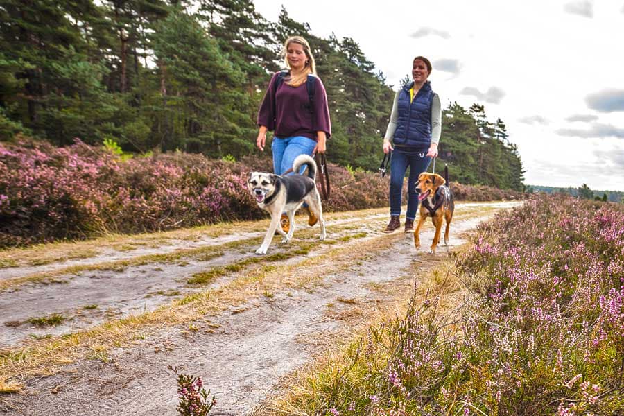 Urlaub mit Hund in den Ferienhäusern der Lüneburger Heide