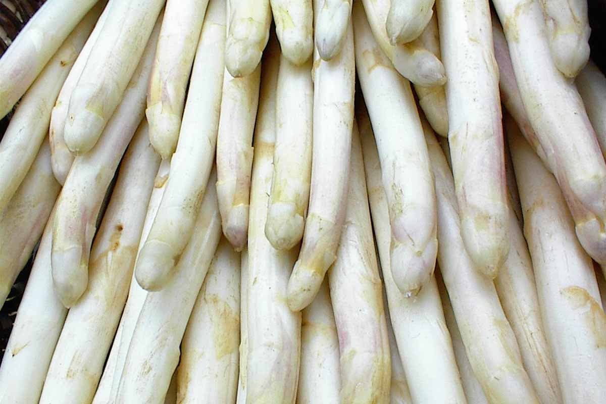 Spargel aus der Lüneburger Heide