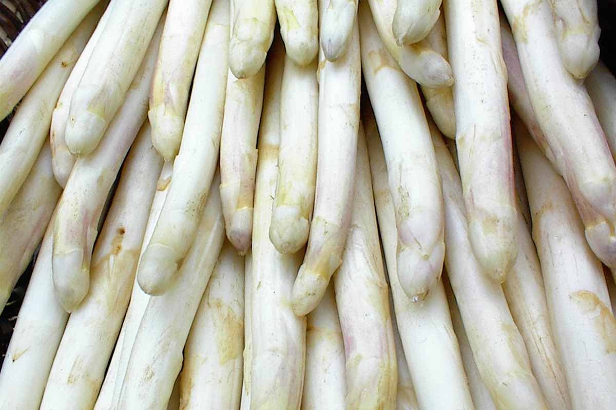 Spargel