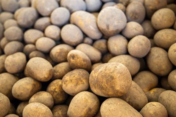 Heidekartoffeln-Ernte