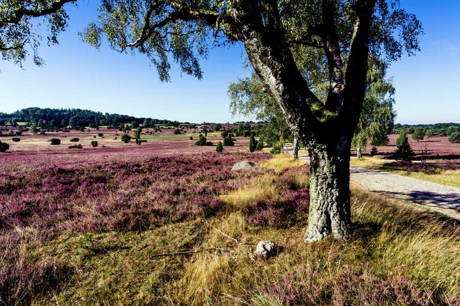 Turmberg Lüneburger Heide mit tollem Panoramablick