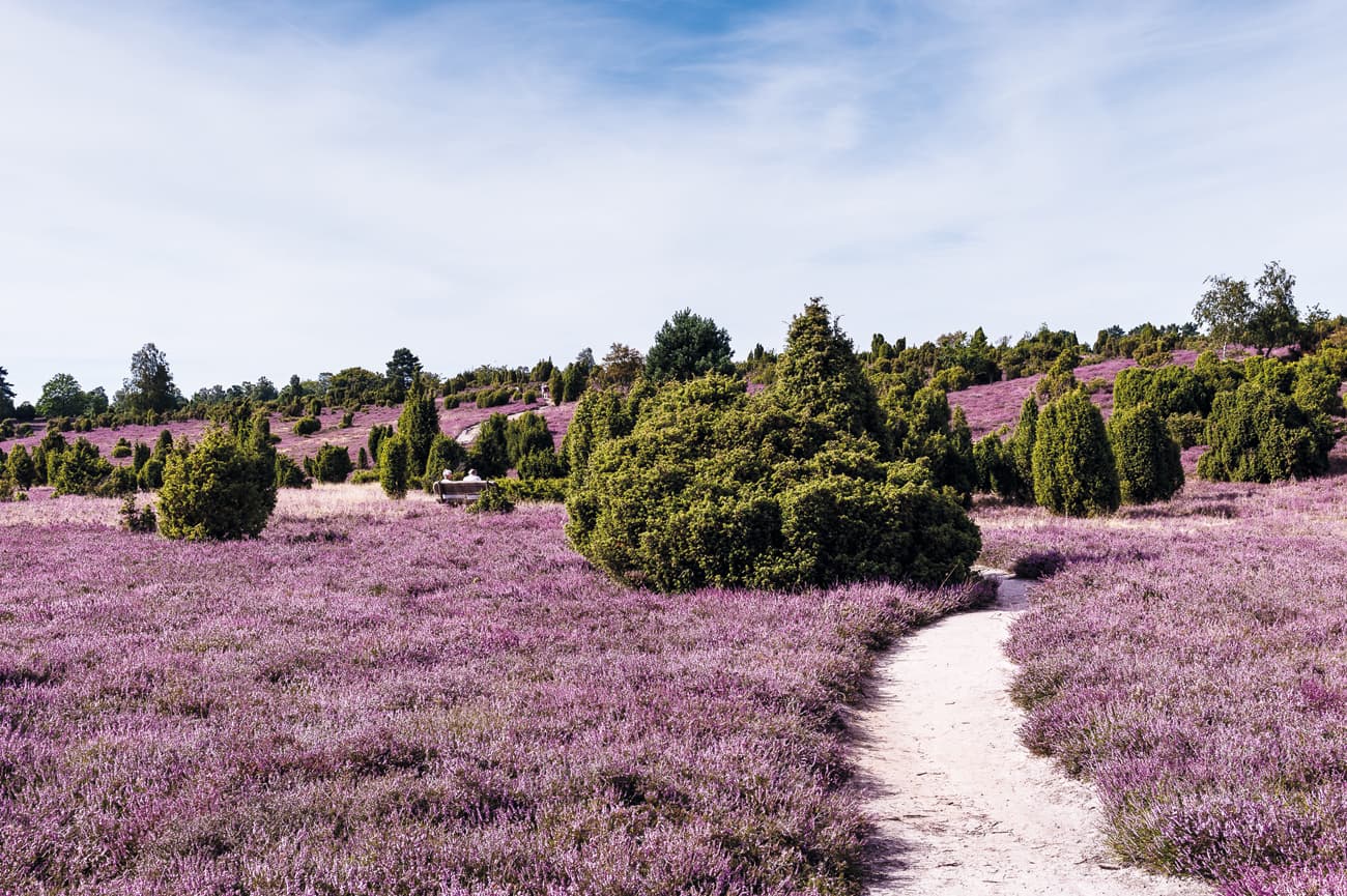 Ellerndorfer Wacholderheide 