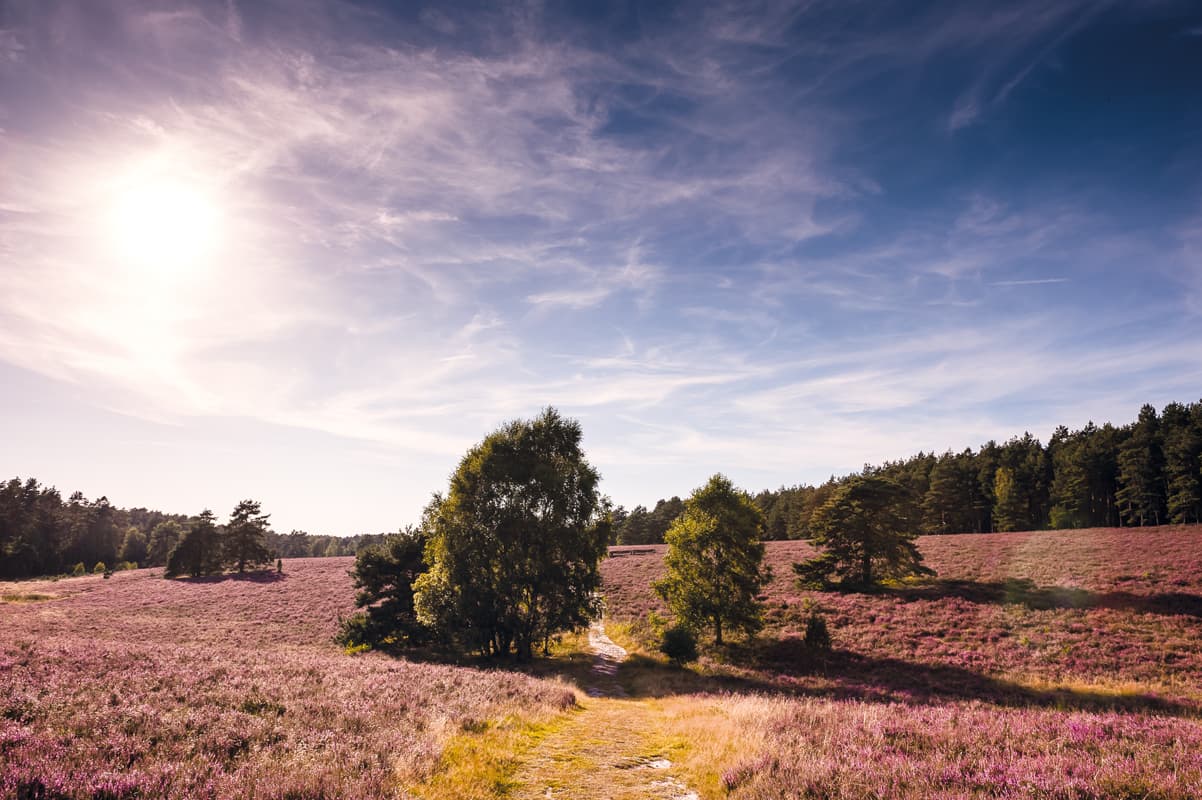 Misselhorner Heide im Naturpark Südheide