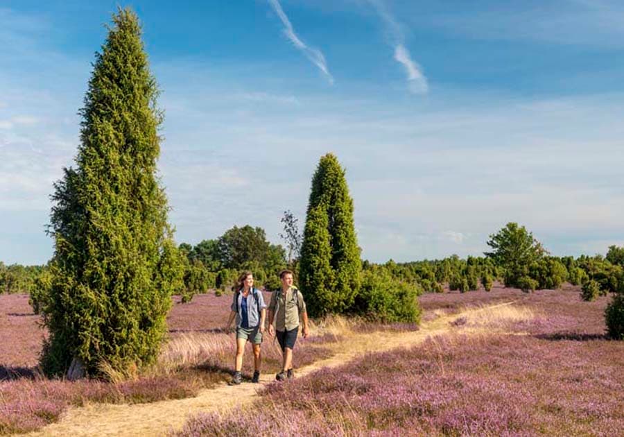 Heidschnuckenweg im Wacholderwald Schmarbeck