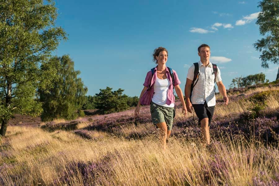 Der Brunsberg ist eine Etappe auf dem Heidschnuckenweg