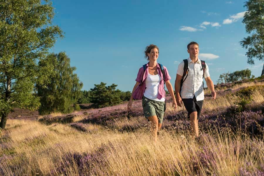 Heidschnuckenweg auf dem Brunsberg Etappe 2