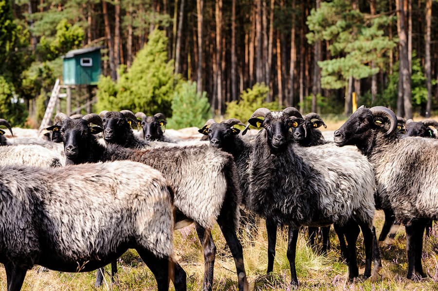 Heidschnucke in der Lüneburger Heide