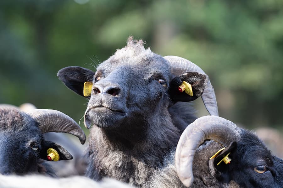 Heidschnucke in der Lüneburger Heide