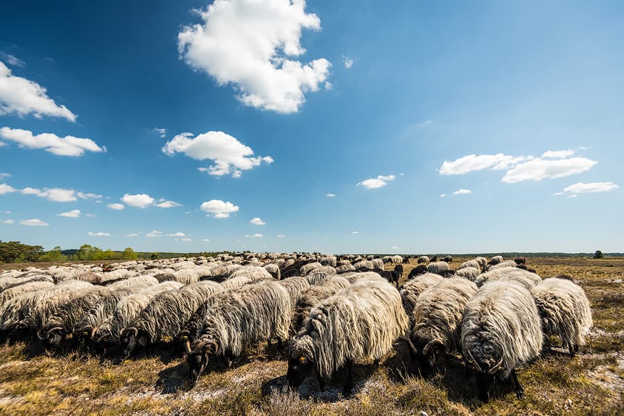 Heidschnucke in der Lüneburger Heide