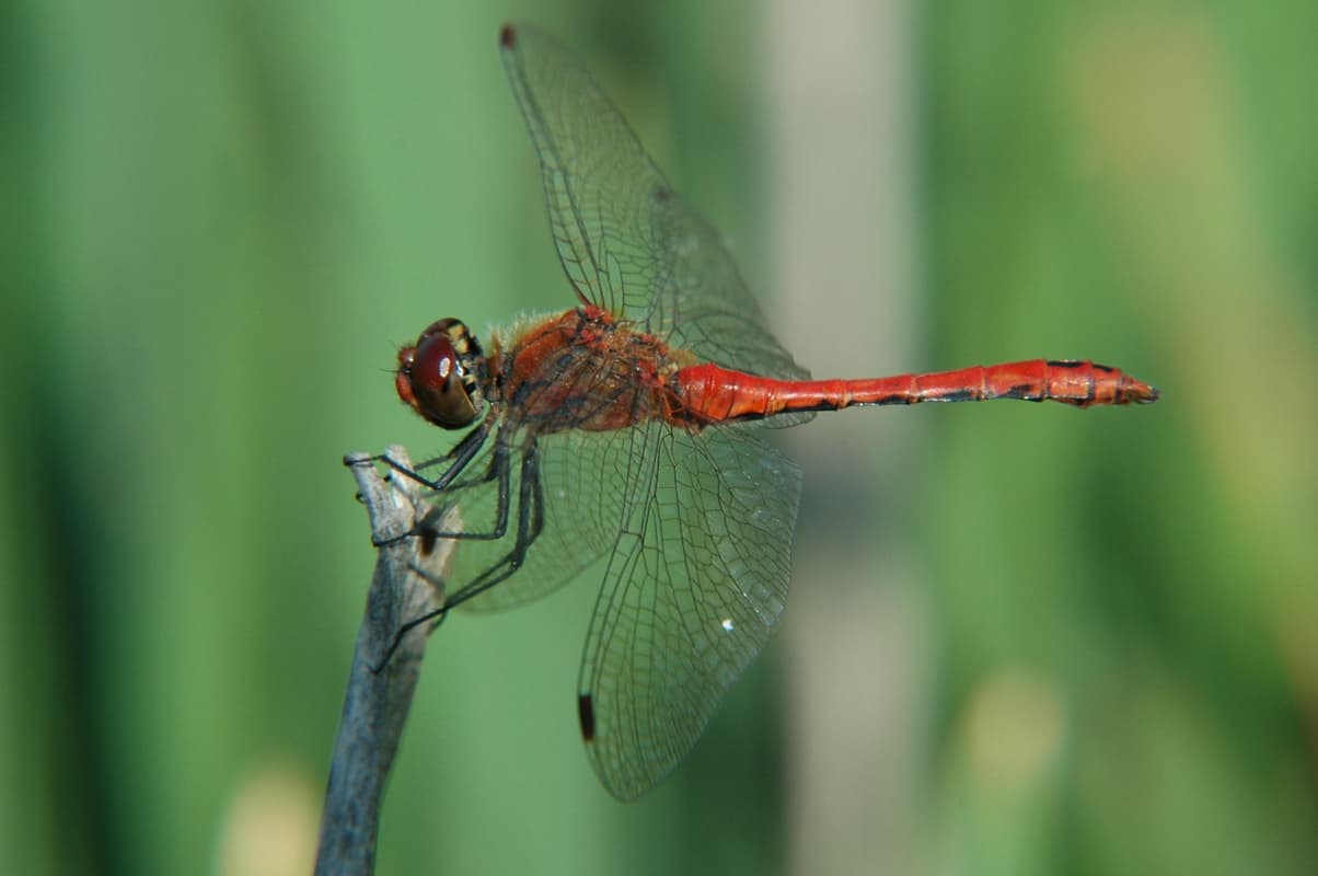 Die Heidelibelle (Bild Heide-Ranger)