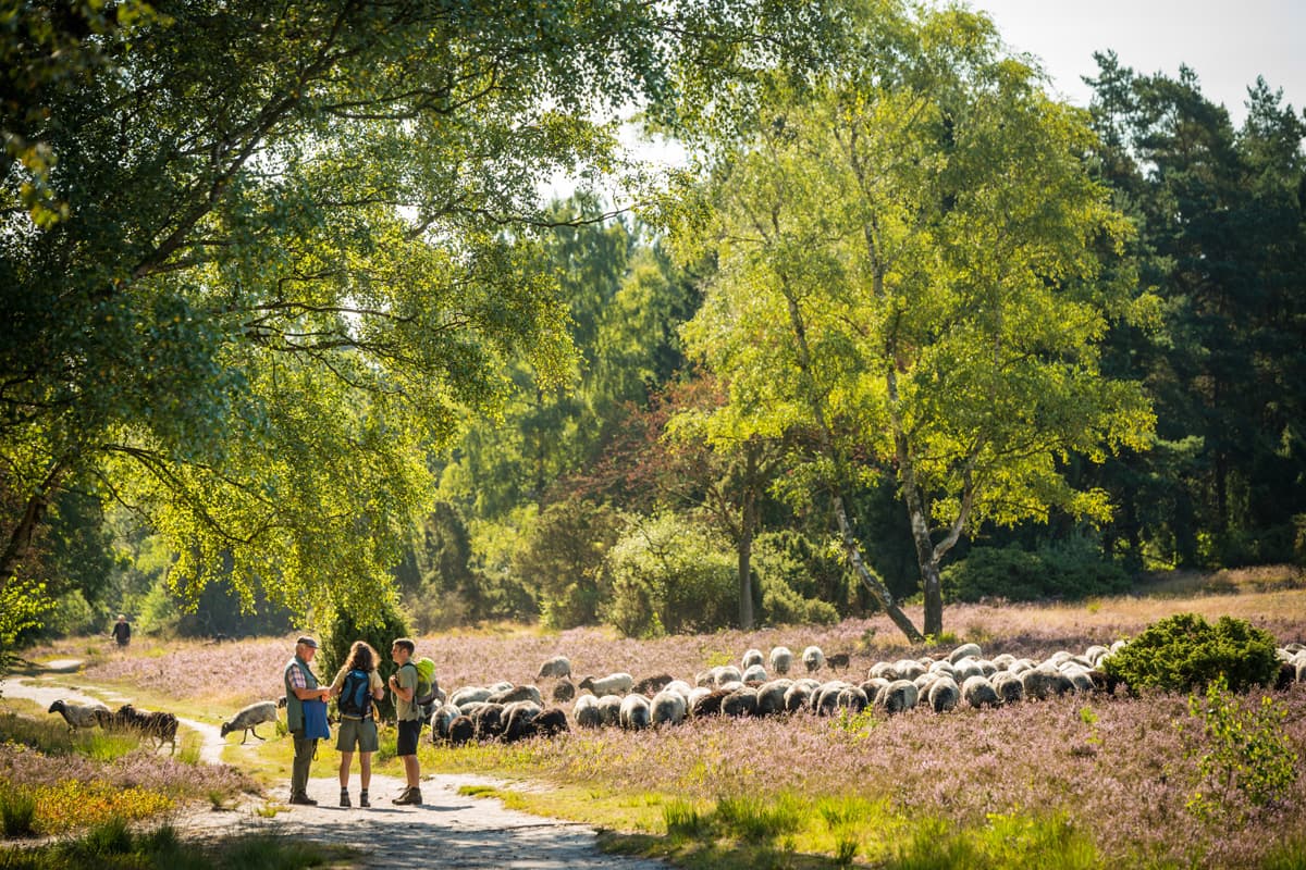 Büsenbachtal Handeloh Schäfer mit Heidschnucken