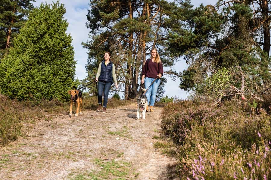 Urlaub mit zwei Hunden