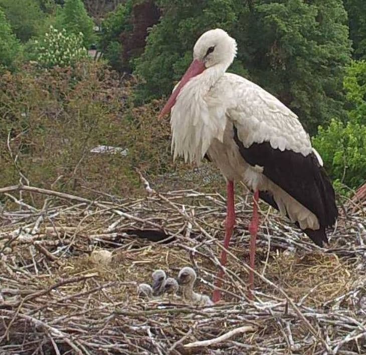 das Nest in Schwarmstedt beherbergt jedes jahr störche