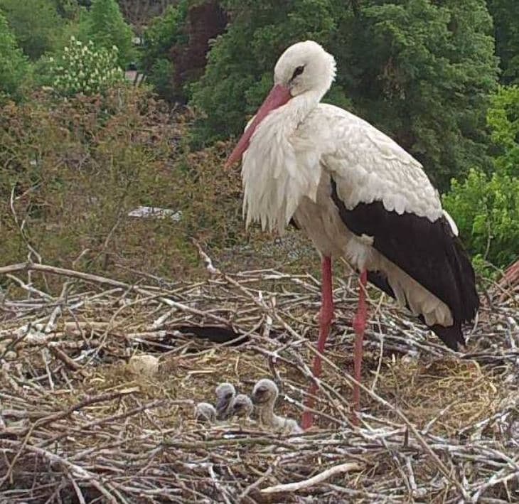 4 junge Störche schauen aus dem Nest in Schwarmstedt