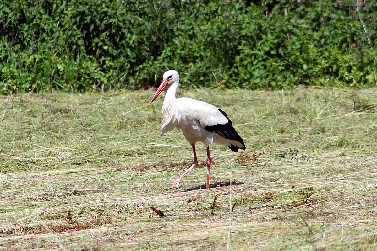Storch auf der Wiese im süden der lüneburger heide