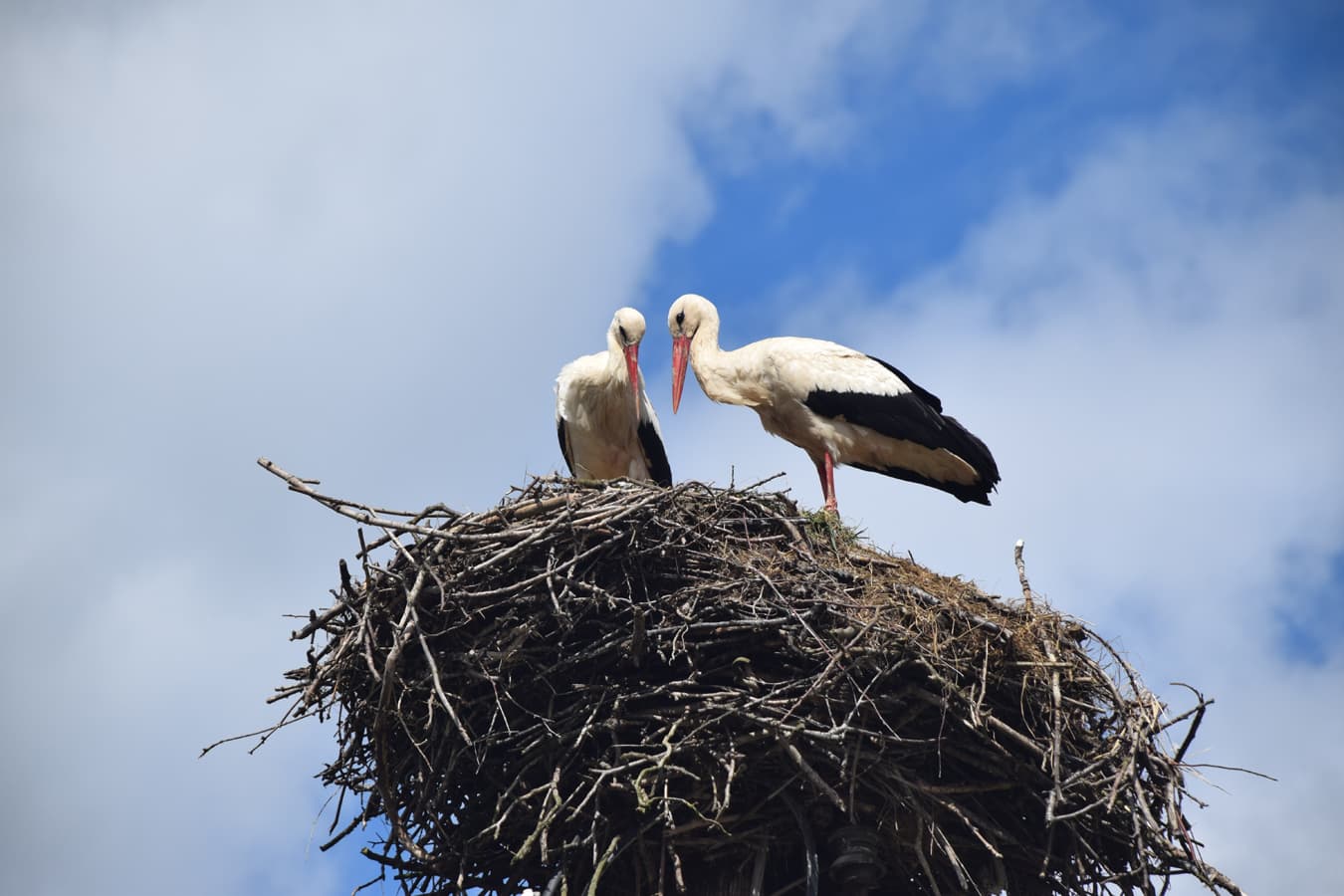 Weißstörche im Nest kurz vor der Paarungszeit