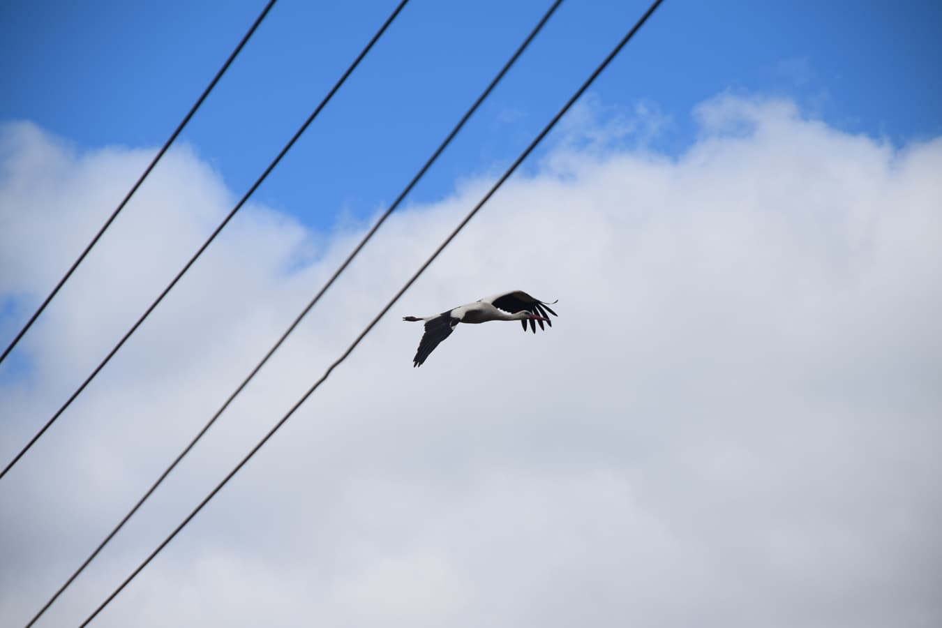 Weißstorch im Anflug auf das Nest im süden der lüneburger heide