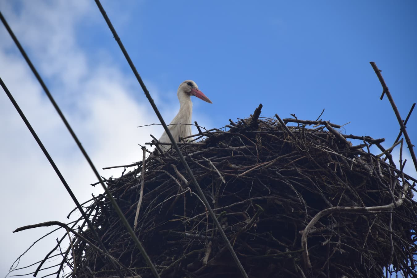 Weißstorch schaut aus dem Nest 