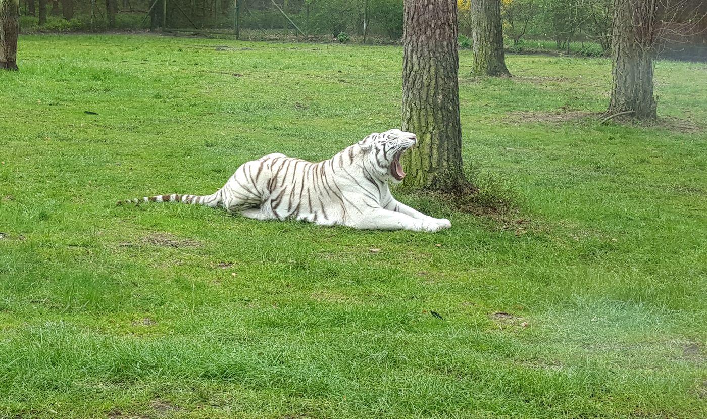 Weißer Tiger im Serengeti Park Hodenhagen