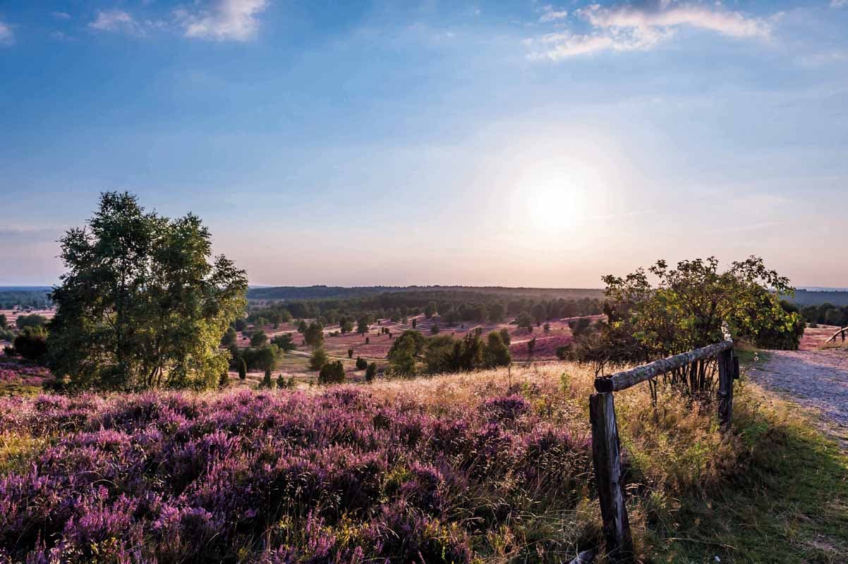 Wilseder Berg Naturschutzgebiet Lüneburger Heide