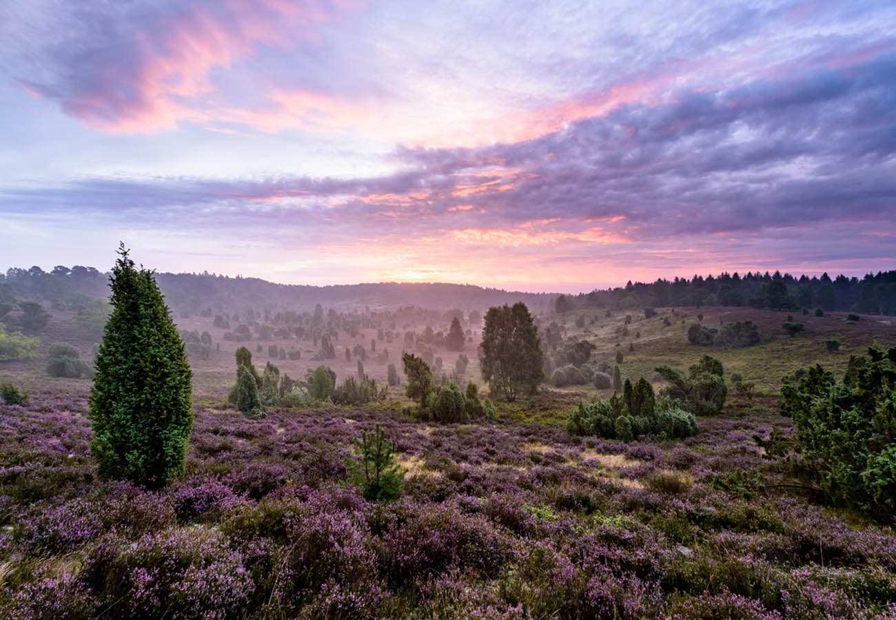 Totengrund Naturschutzgebiet Lüneburger Heide