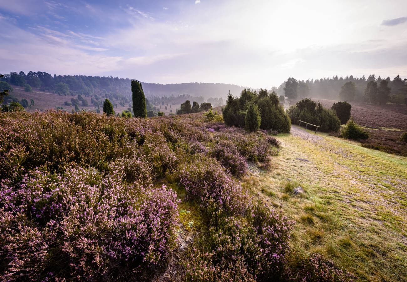 Blick in den Totengrund im Naturschutzgebiet Lüneburger Heide