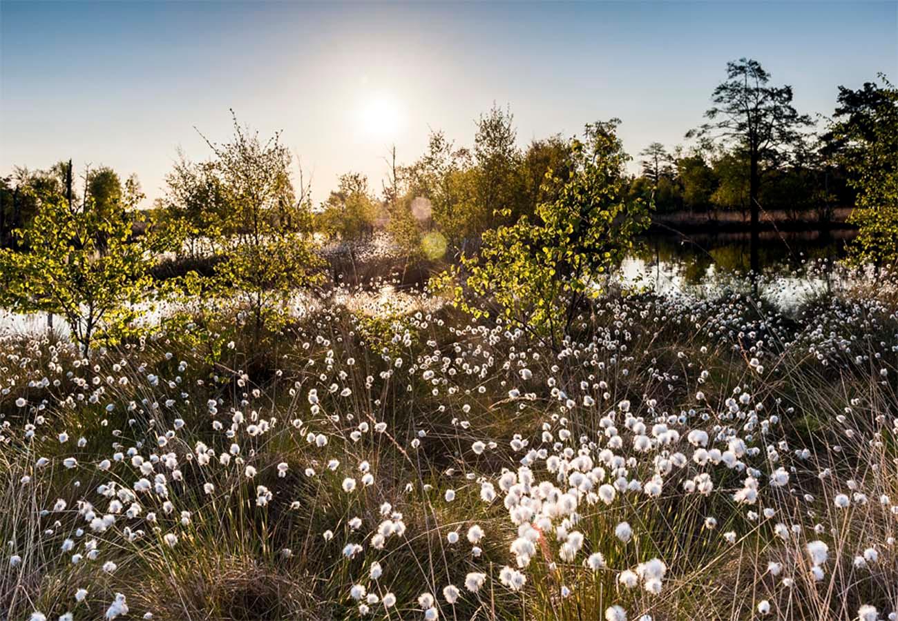 Wollgrasblüte im Pietzmoor Lüneburger Heide 