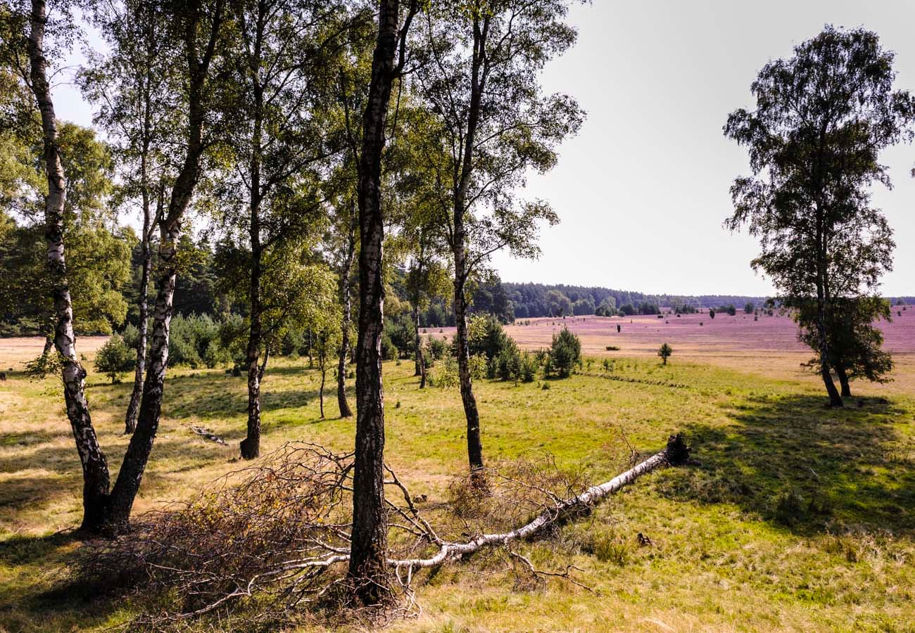 Oberoher Heide im Naturpark Südheide