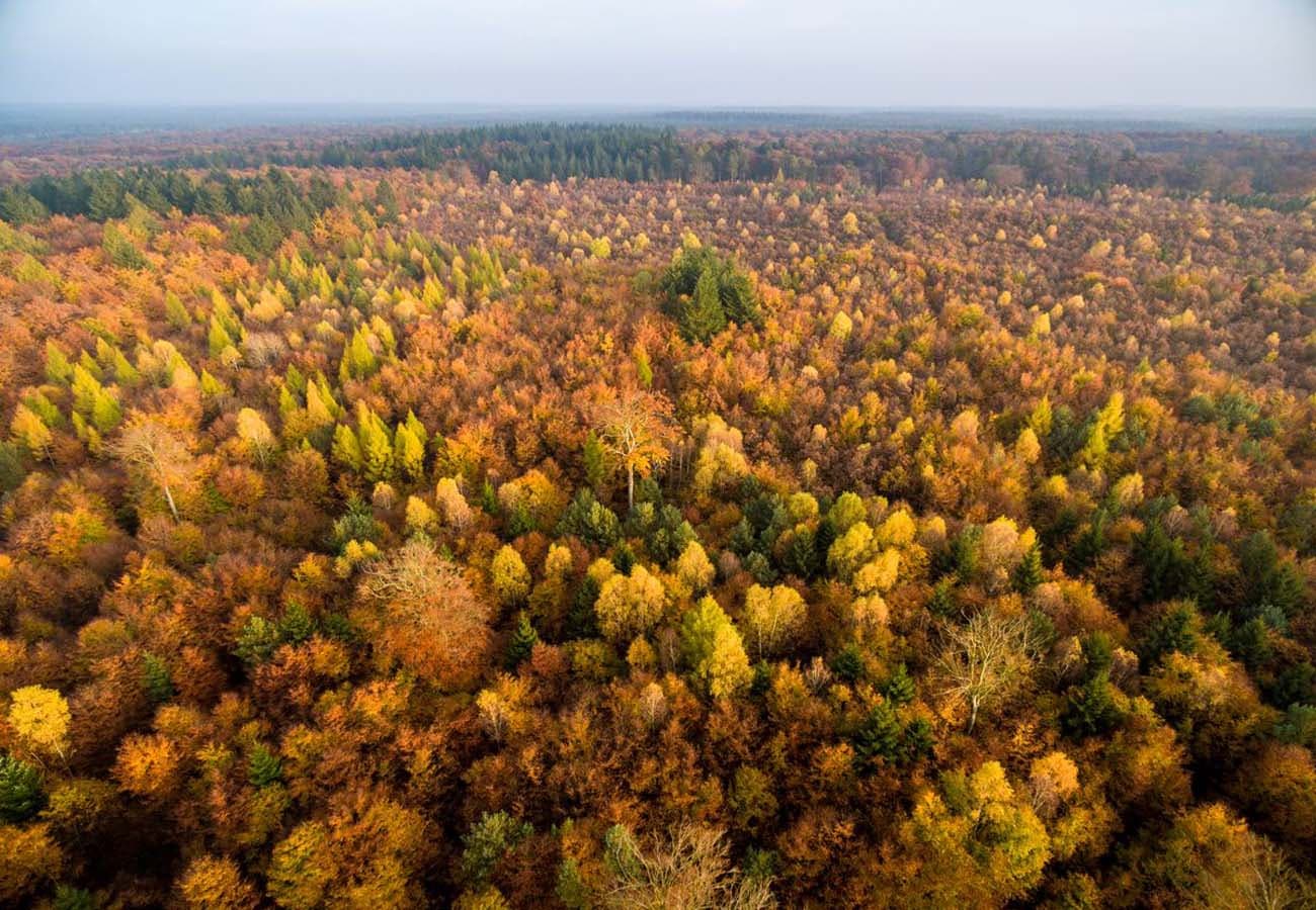 Der Lüßwald im Naturpark Südheide 