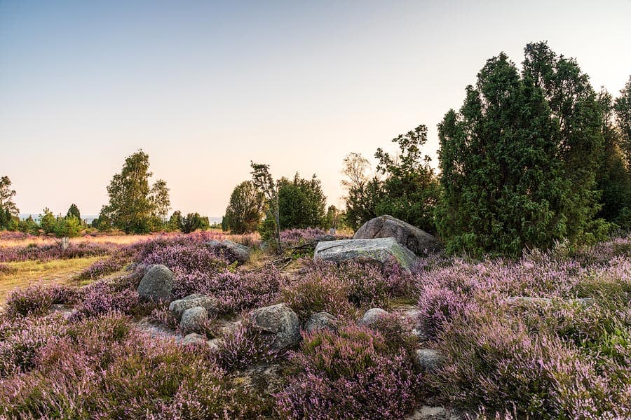 Hannibals Grab bei Wilsede im Sonnenaufgang zur Heidebluete in der Lueneburger Heide