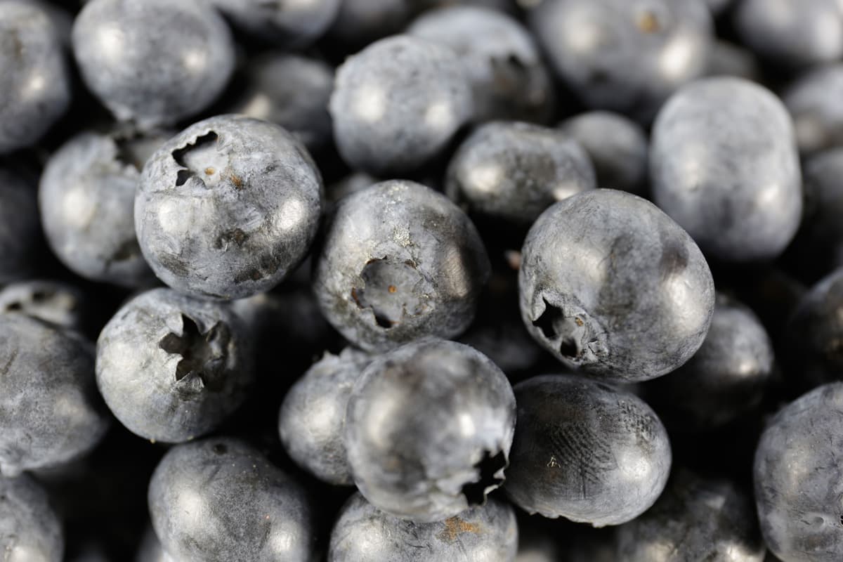 Blaubeeren oder Heidelbeeren aus der Lüneburger Heide