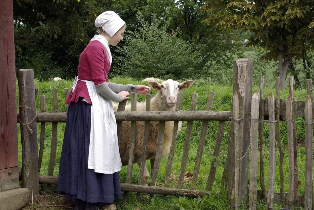 Bentheimer Landschafe im Freilichtmuseum