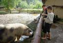 Bunte Bentheimer Schweine im lebendigen Museum