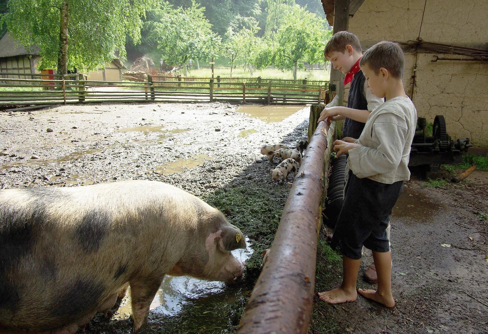 Bunte Bentheimer Schweine im lebendigen Museum