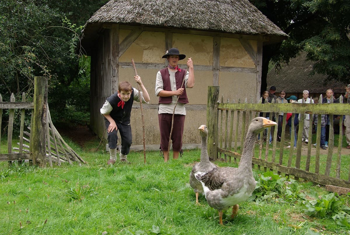 Pommersche Gänse am Kiekeberg