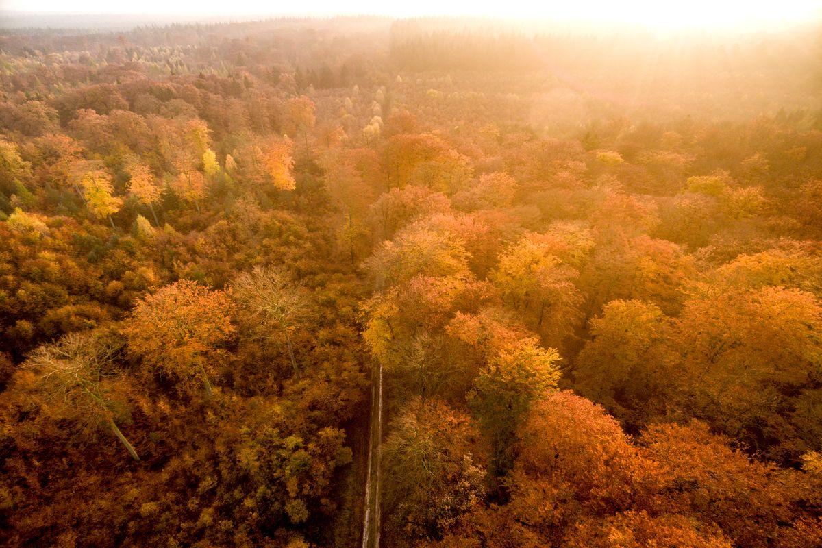 Herbst im Lüßwald bei Unterlüß