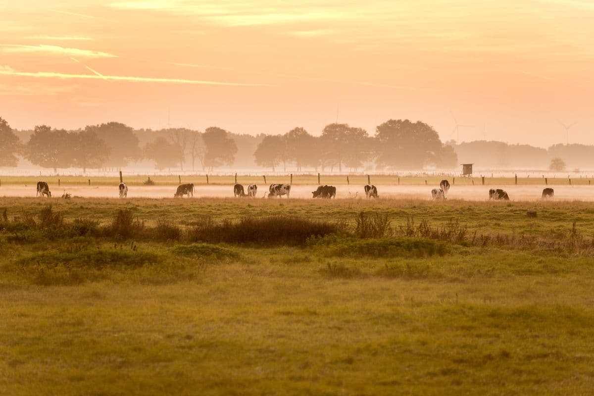 Sonnenuntergang am Aller-Radweg bei Wietze