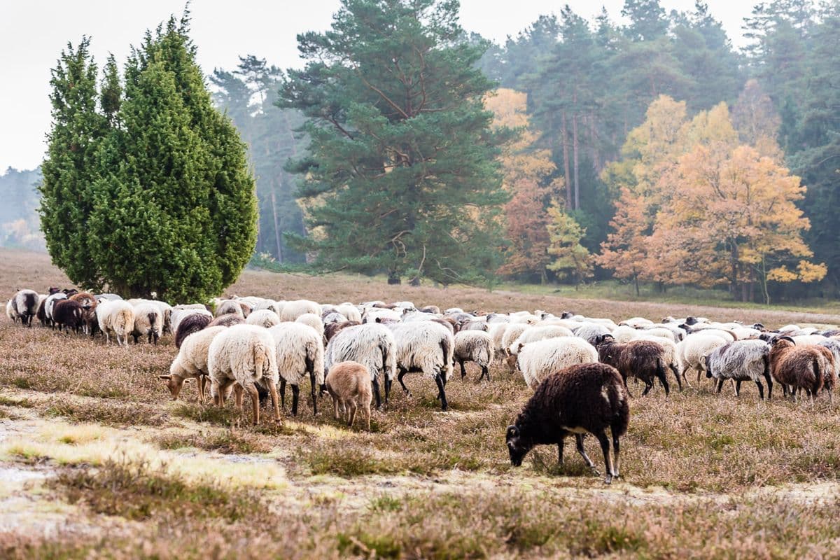 Herbst im Naturpark Südheide