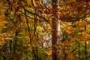 Herbststimmung im Naturpark Südheide