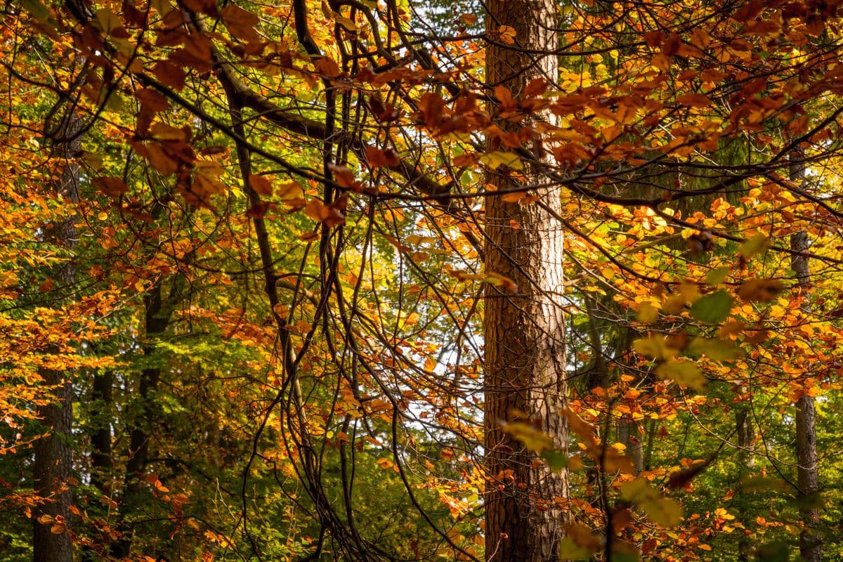 Herbststimmung im Naturpark Südheide