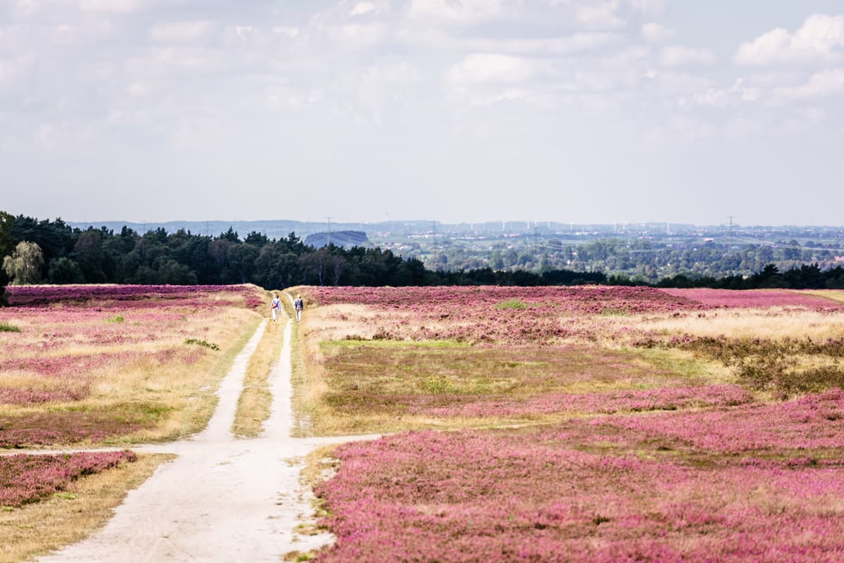 Fischbeker-Heide-Nordheide