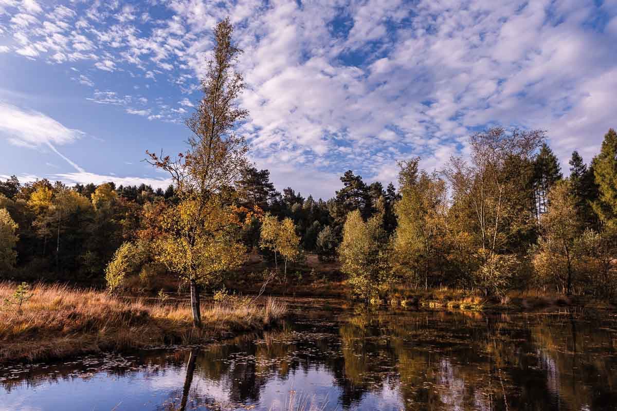 4. Wie heißen die bekannten Teiche in der Weseler Heide?