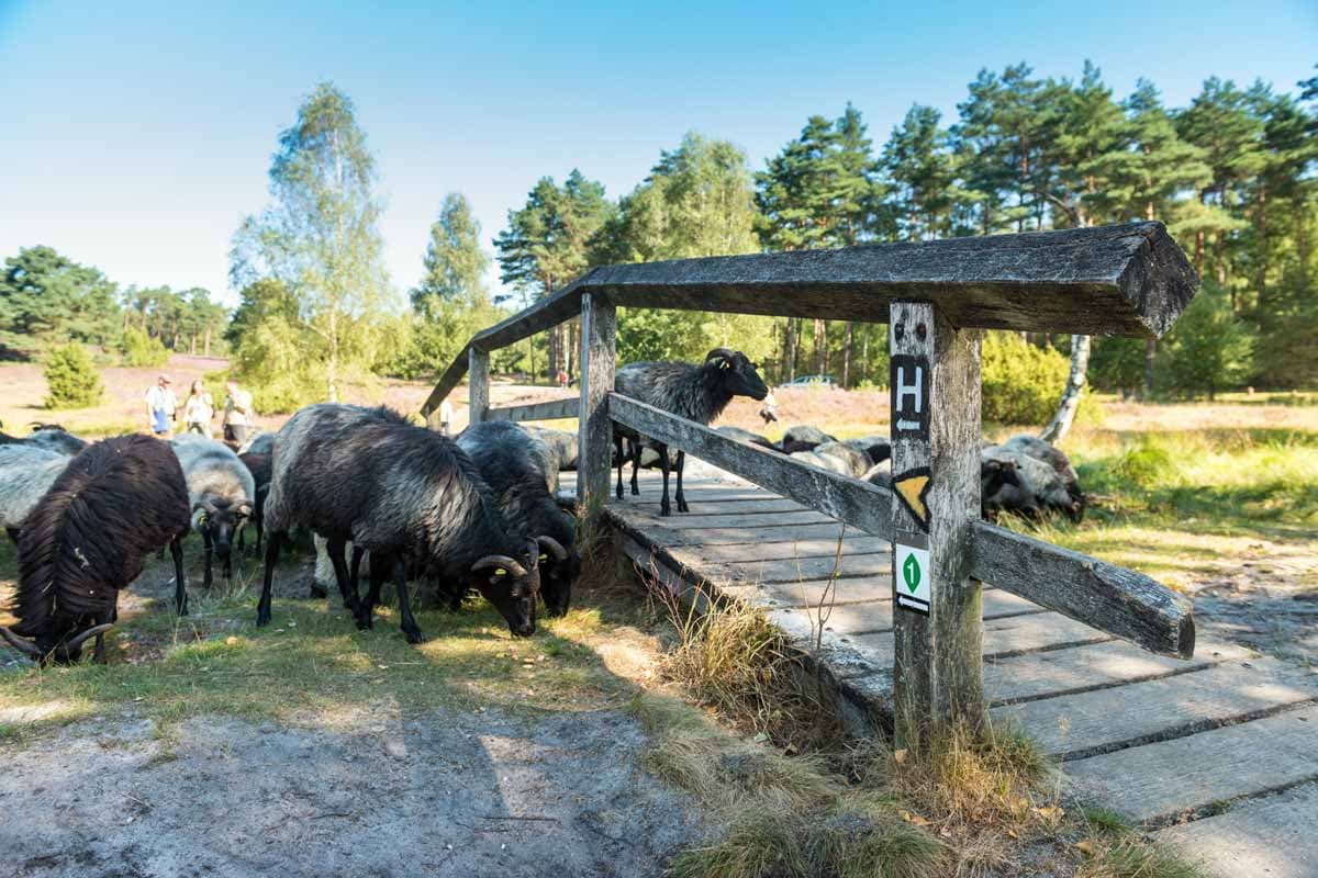 Lueneburger Heide