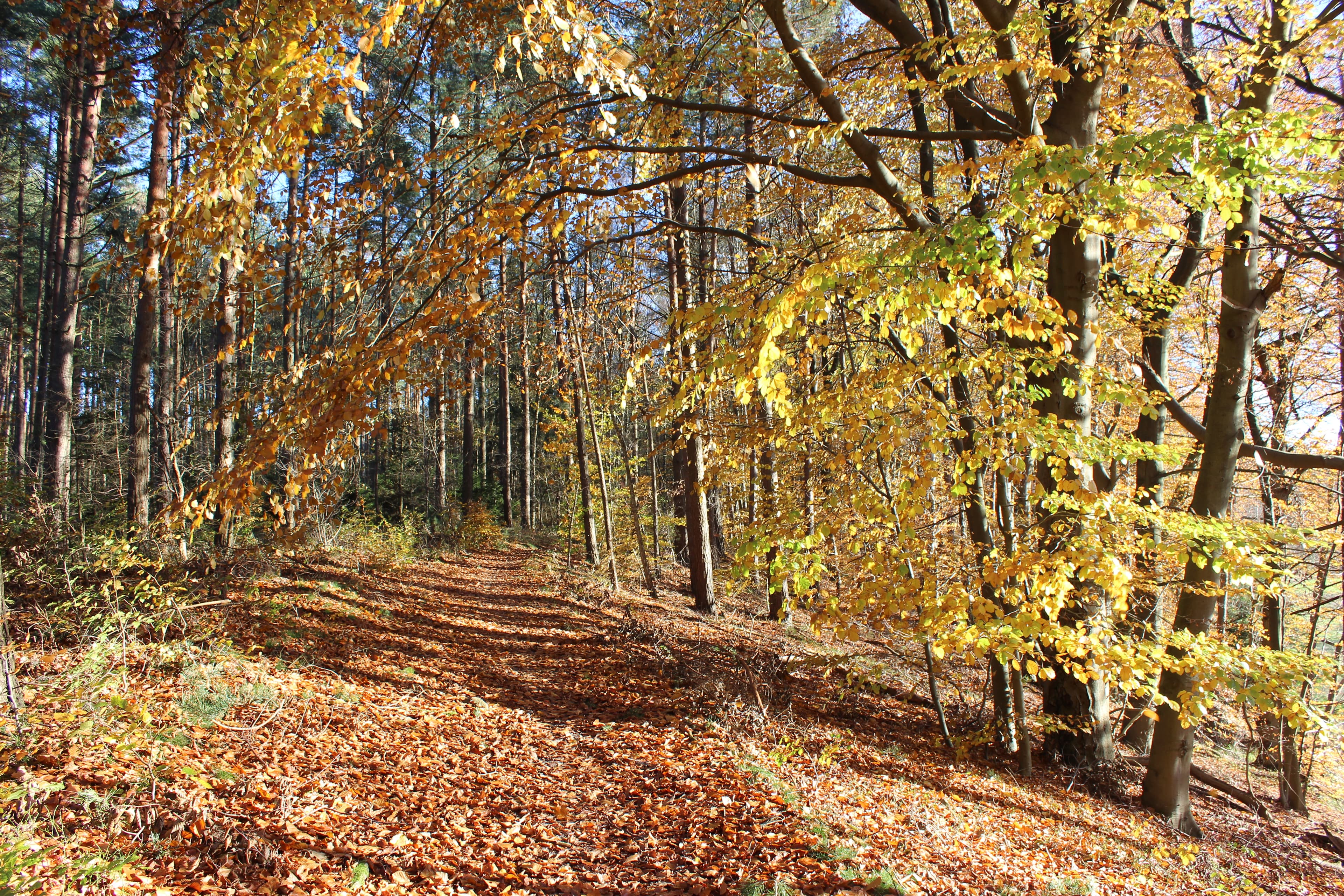 Waldbaden entlang der Ilmenau