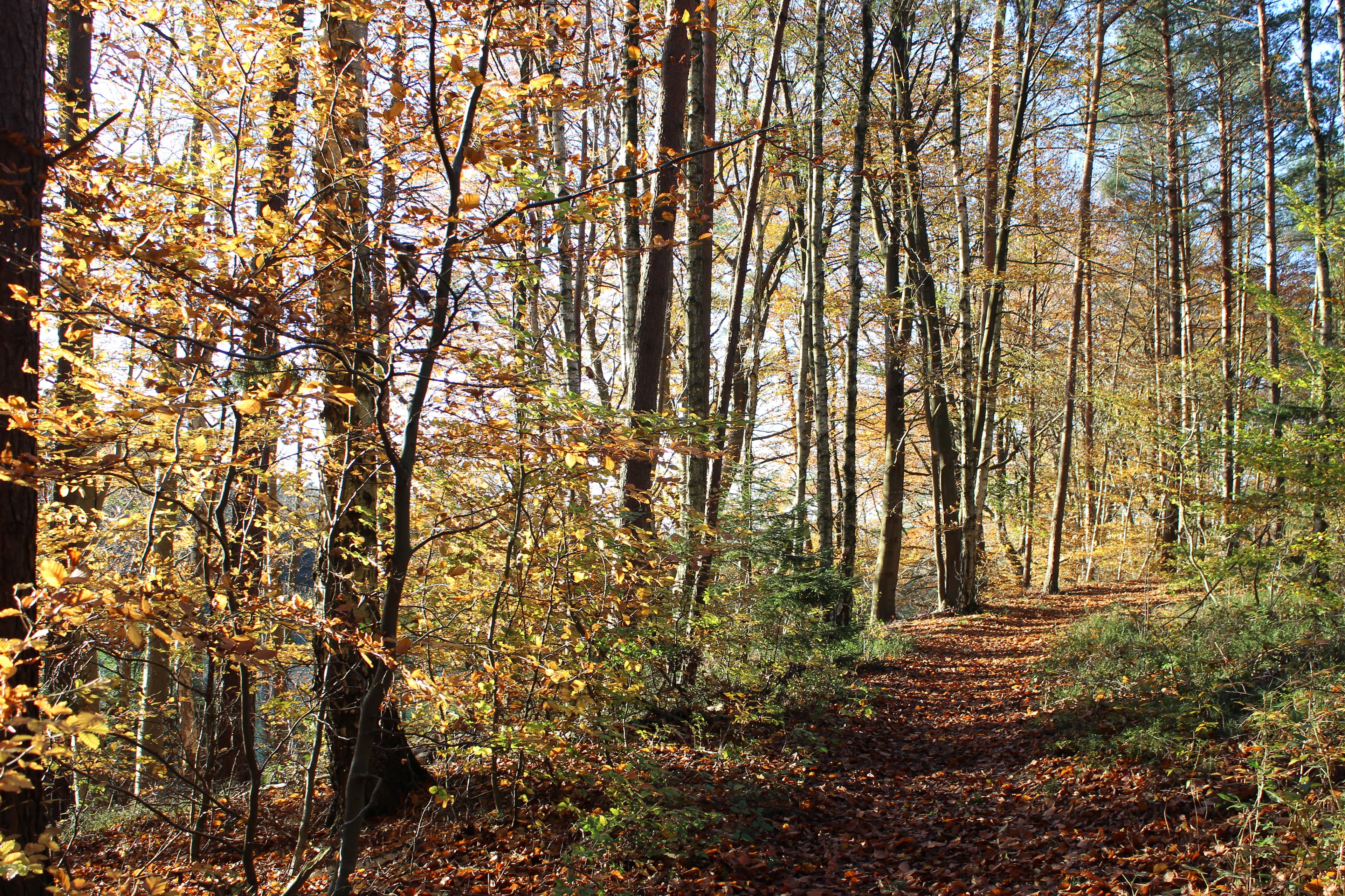 Waldbaden entlang der Ilmenau