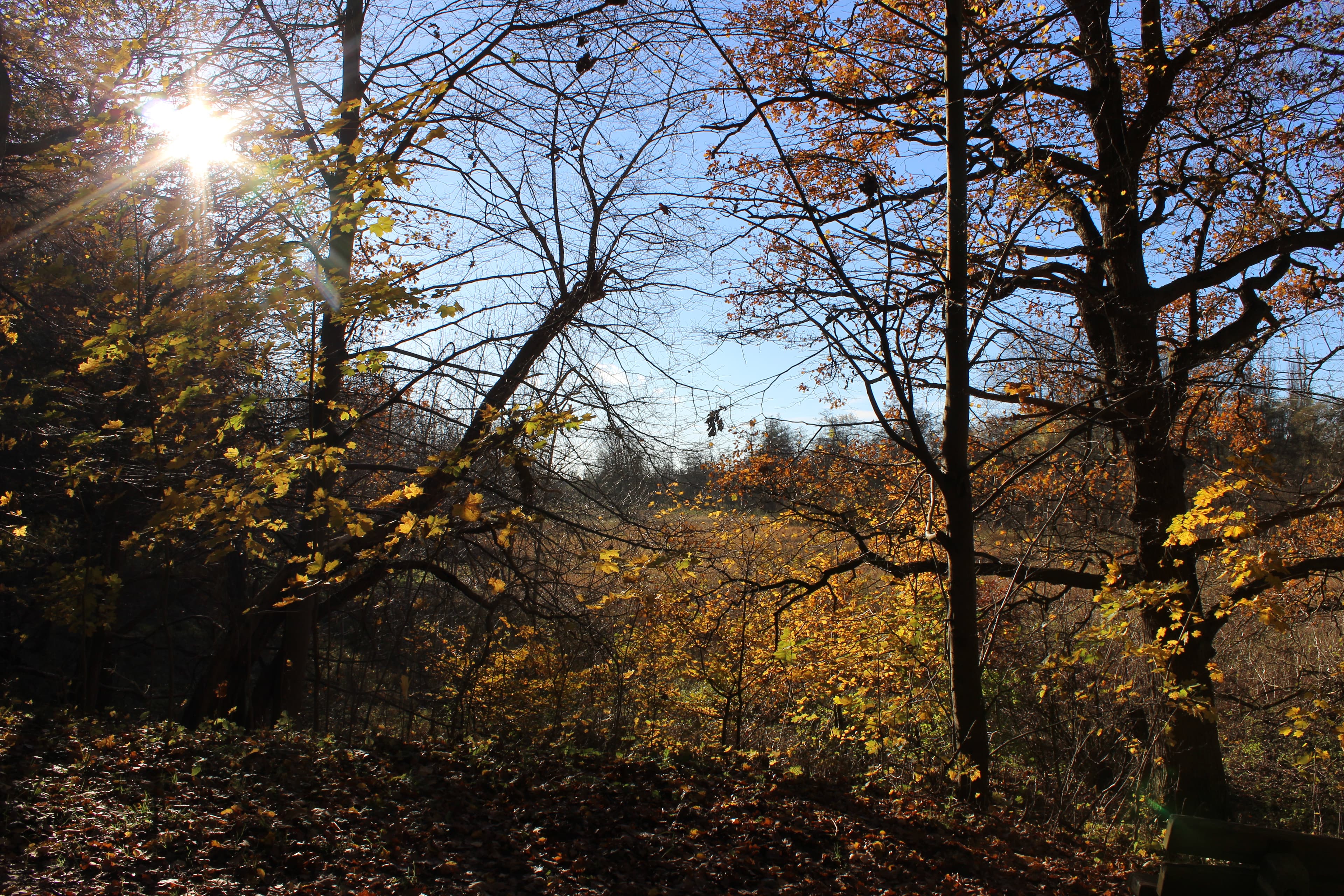 Waldbaden entlang der Ilmenau