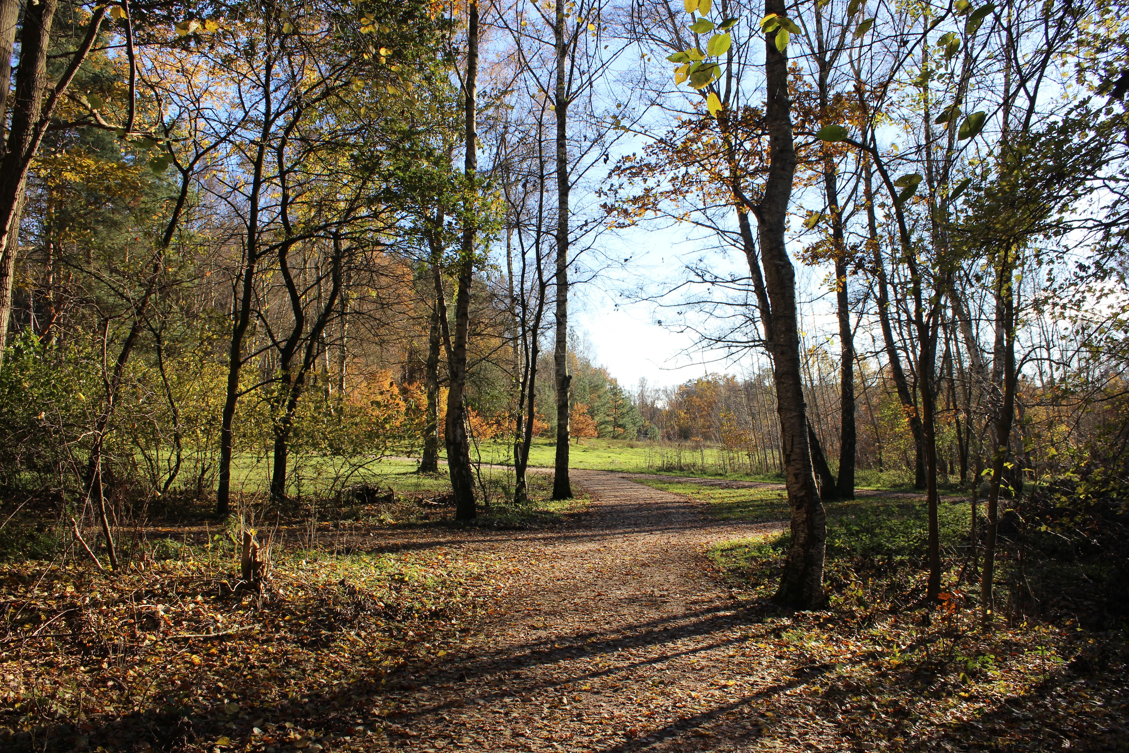 Waldbaden entlang der Ilmenau