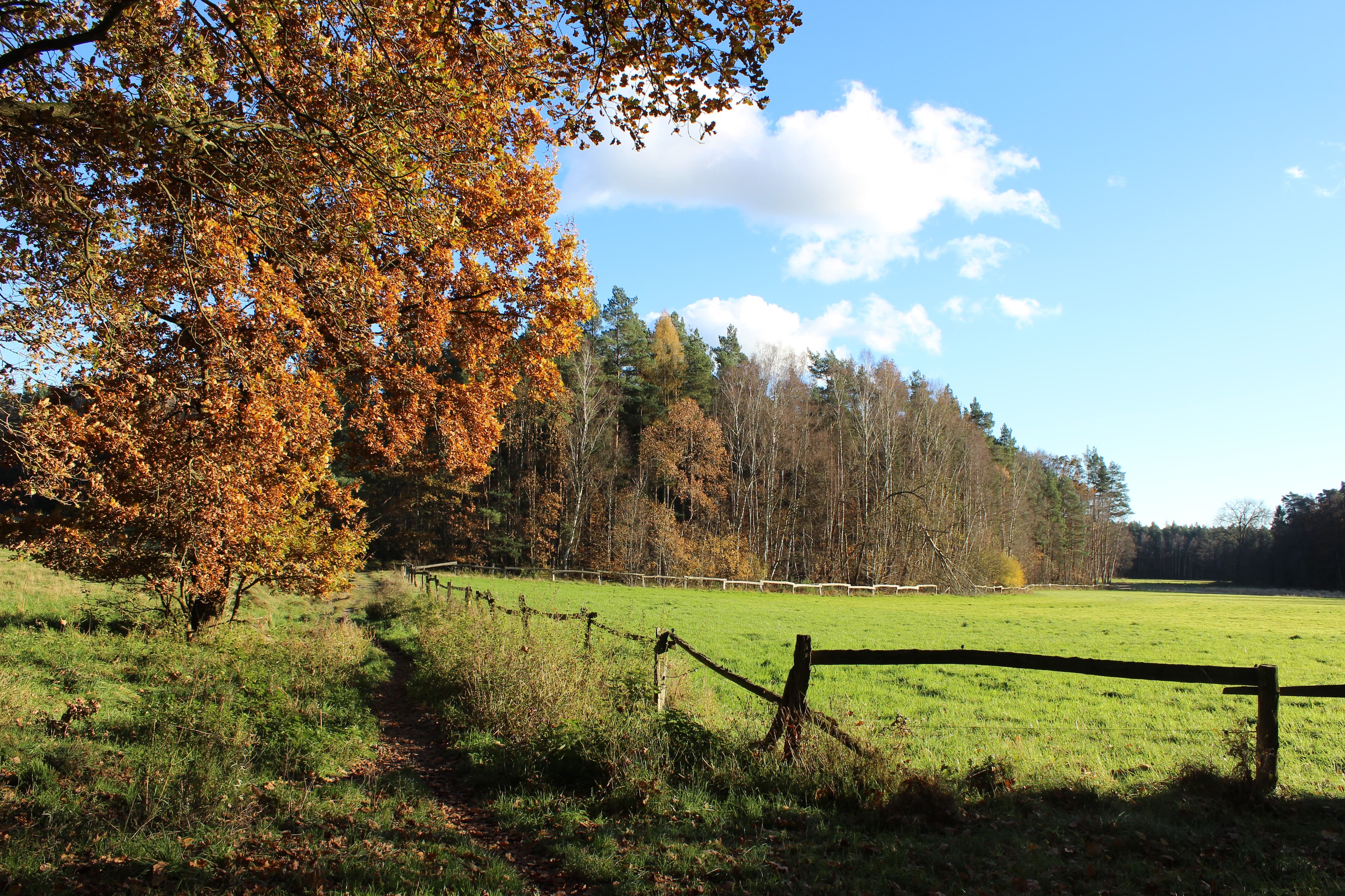 Waldbaden entlang der Ilmenau