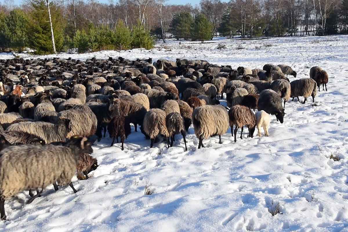 Heidschnucken im Schnee